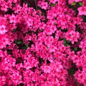 Meet your Posher, Joy